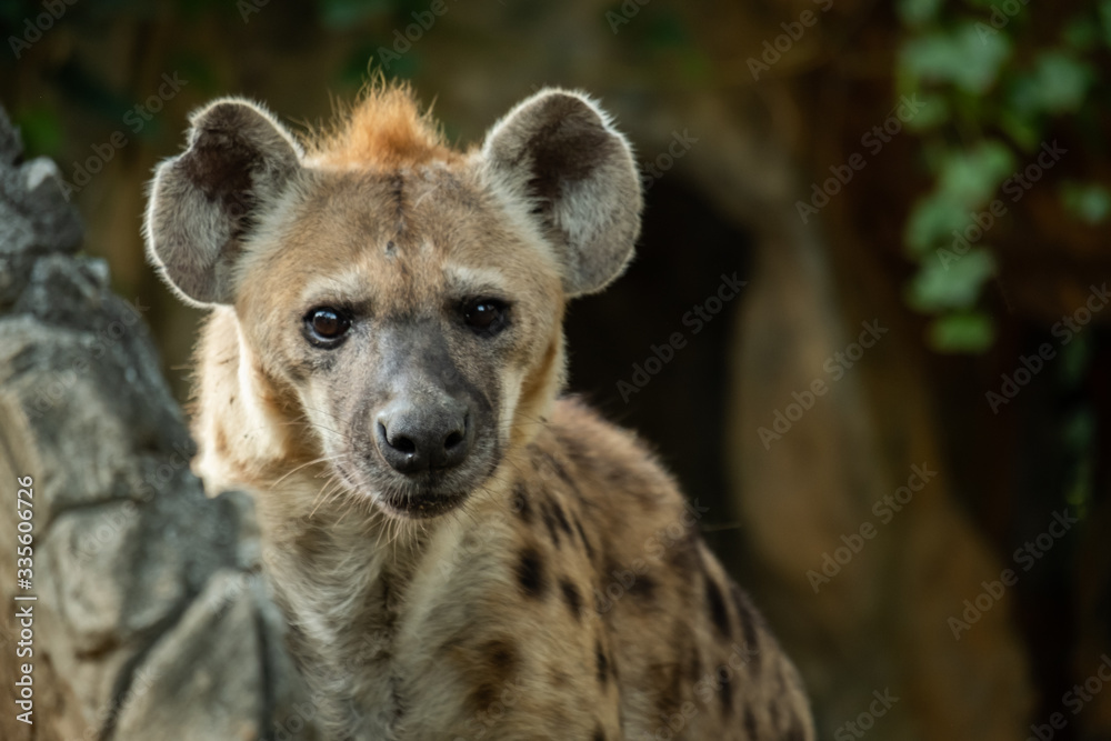 Hyena Hyena