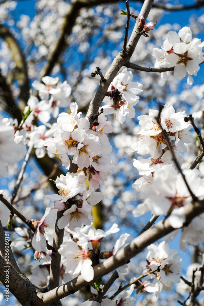 Spring trees with blossom flowers. Beautiful background. Blooming tree at sunny spring day. Spring flowers. Abstract blurred background. Springtime Spring trees with blossom flowers. Beautiful background. Blooming tree at sunny spring day. Spring flowers. Abstract blurred background. Springtime