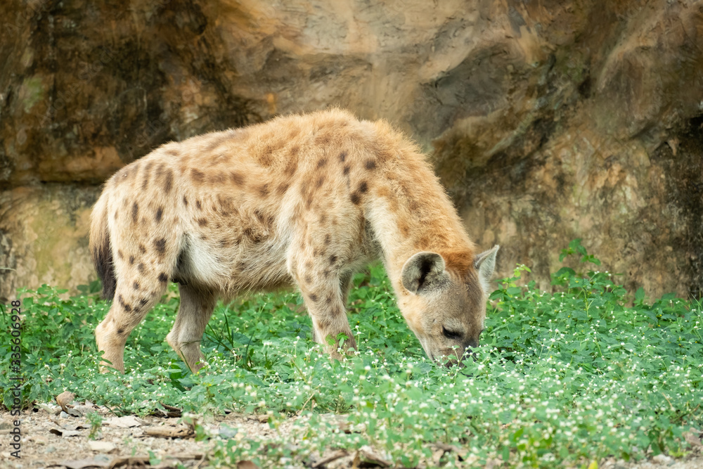 Obraz premium Hyena