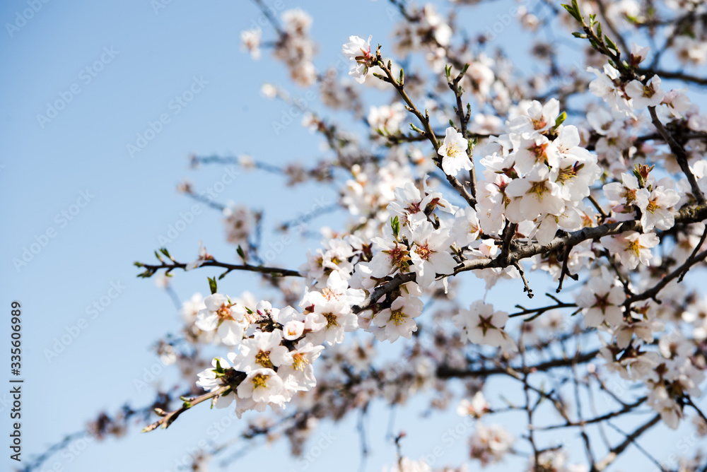 Spring trees with blossom flowers. Beautiful background. Blooming tree at sunny spring day. Spring flowers. Abstract blurred background. Springtime