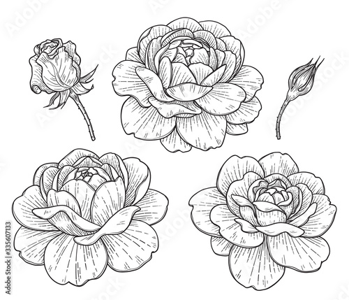Hand drawn Rose Flowers and Buds