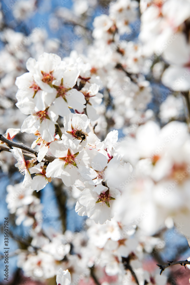 Spring apricot trees with blossom flowers. Beautiful background. Blooming tree at sunny spring day. Spring apricot flowers. Abstract blurred background. Springtime Spring apricot trees with blossom flowers. Beautiful background. Blooming tree at sunny spring day. Spring apricot flowers. Abstract blurred background. Springtime
