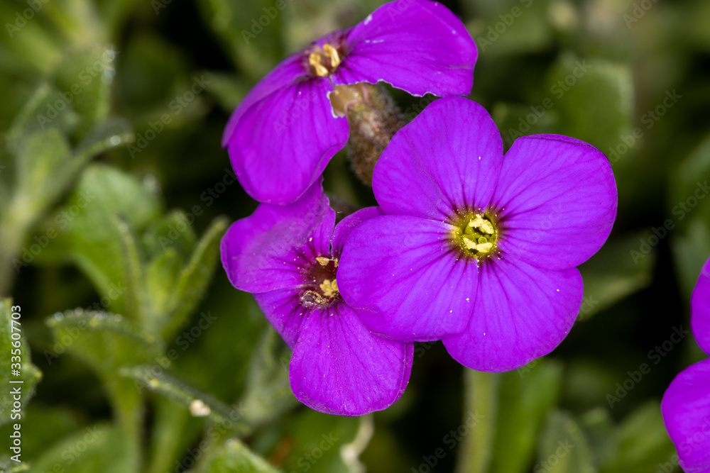 Purple flower with yellow pollen on green background Purple flower with yellow pollen on green background