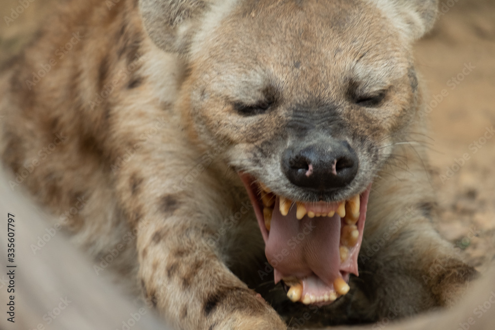 Hyena Hyena