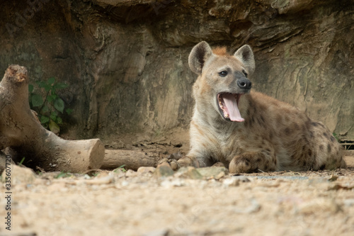 Hyena