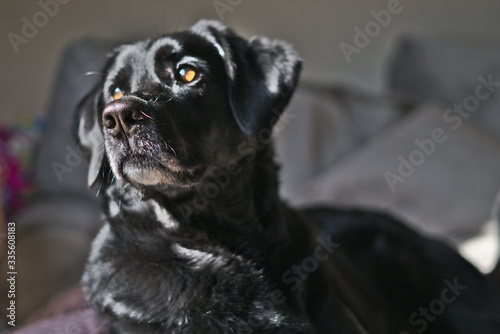 black labrador retriever looks out the window