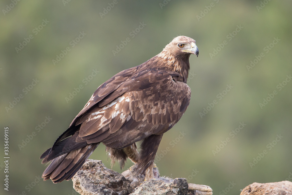 Golden Eagle close up, Aquila chrysaetos, Andalusia, Spain Golden Eagle close up, Aquila chrysaetos, Andalusia, Spain