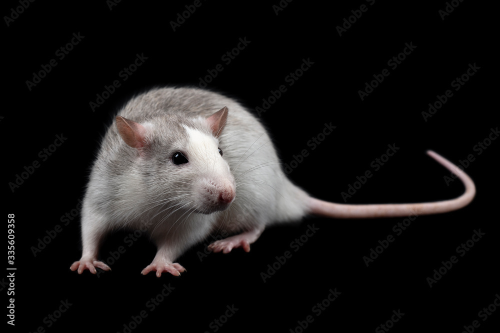 Gray rat isolated on dark black background. Rodent pet. Gray rat isolated on dark black background. Rodent pet.