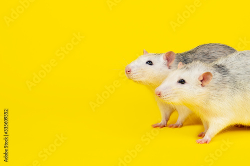 Portrait of two Funny fat rats isolated on yellow.