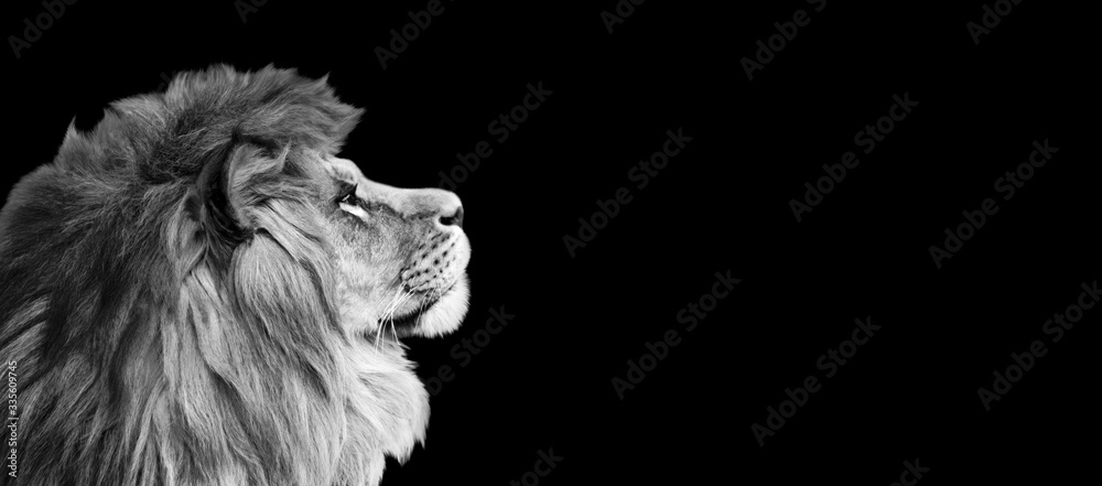 African lion profile portrait on black background, spectacular dramatic  king of animals, proud dreaming Panthera leo looking forward. Photo banner  with copy space toned in black and white colors. Stock Photo |