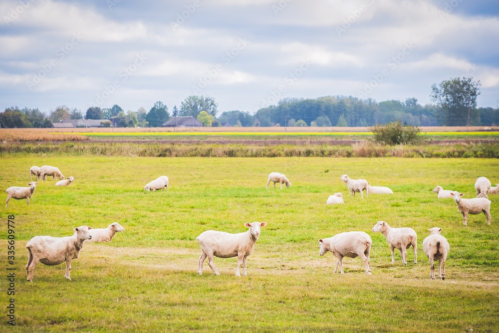 White  freshly shaved sheeps are walking around in the green farm site i Lithuania countryside. Farming and domestic sheeps in ES.2020