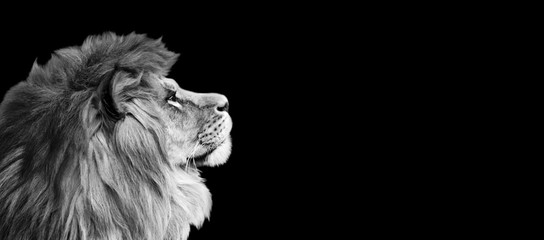 African lion profile portrait on black background, spectacular dramatic king of animals, proud dreaming Panthera leo looking forward. Photo banner with copy space toned in black and white colors.