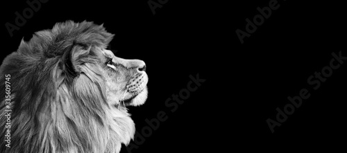 African lion profile portrait on black background, spectacular dramatic king of animals, proud dreaming Panthera leo looking forward. Photo banner with copy space toned in black and white colors.