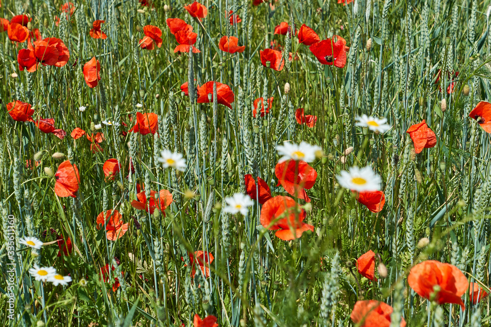 Fototapeta premium Roter Klatschmohn mit Margeriten 