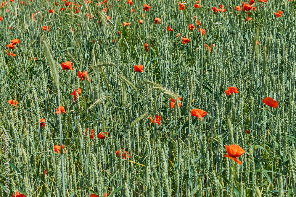 Fototapeta premium Rote Farbtupfen - Mohn im Getreidefeld