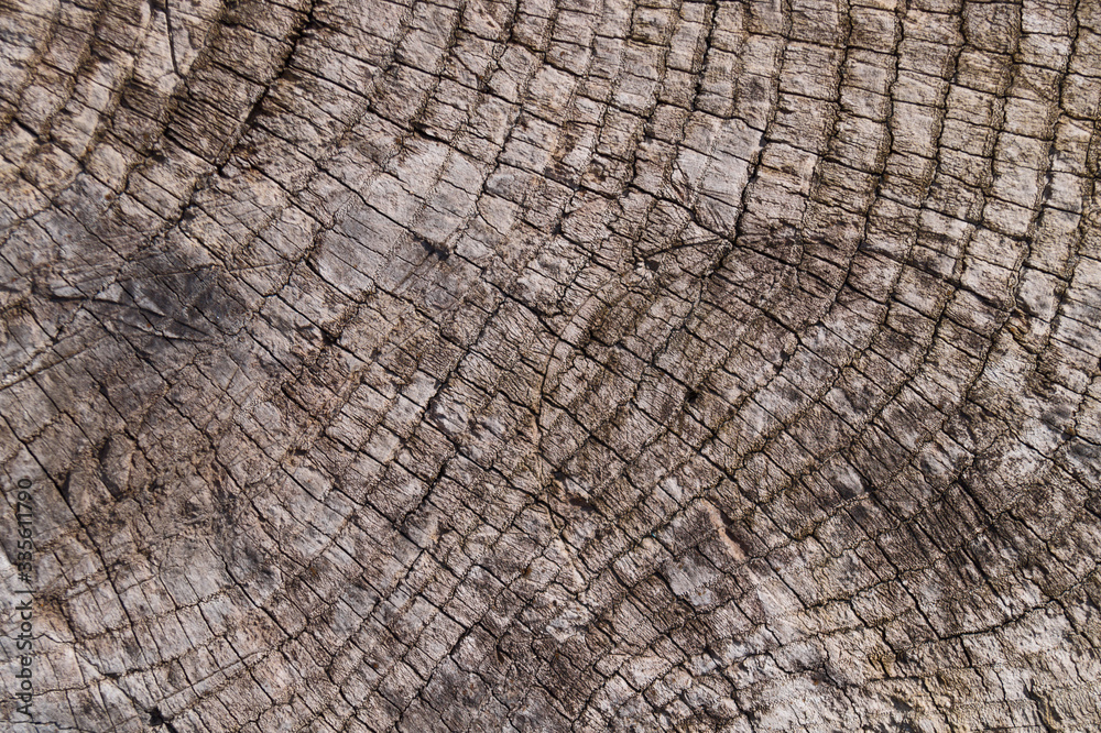 Fototapeta premium Old wooden texured surface closeup. Moss and relief on surface. Stock photo of old wooden pattern of aged boards with moss. Brown and gray colors on photo.
