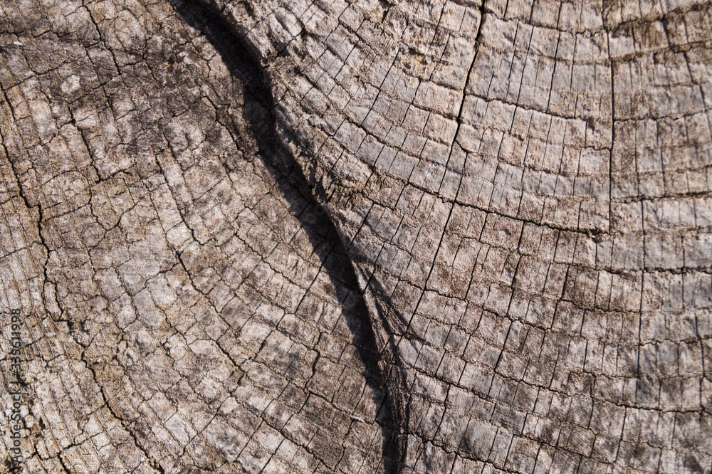 Fototapeta premium Old wooden texured surface closeup. Moss and relief on surface. Stock photo of old wooden pattern of aged boards with moss. Brown and gray colors on photo.