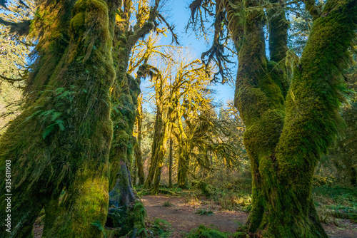 A path in the fairy green forest. The forest along the trail is filled with old temperate trees covered in green and brown mosses. Hoh Rain Forest  Olympic National Park  Washington state  USA