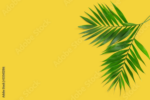 Creative flat lay top view of green tropical palm leaves on yellow paper background