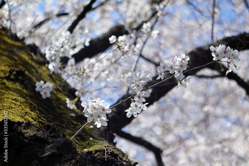 cherry tree blossom © Schaccie