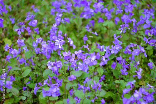 field of violet