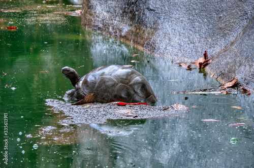 Tortues des seychelles photo