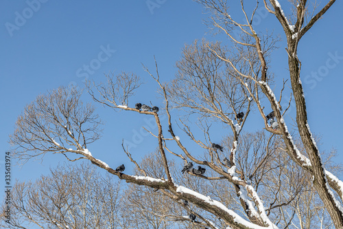 Pair of Gray pigeons with bright eyes and rainbow necks is on the tree in the park in winter