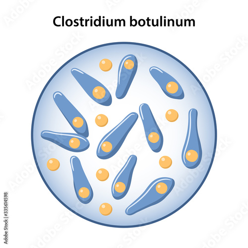 Bacilli of botulism in magnifying glass. Microbiology. Vector illustration in flat style isolated over white background
