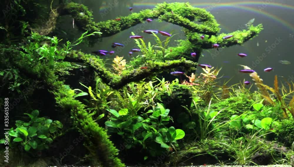 Freshwater aquarium tank  with nature plants and neon fishes