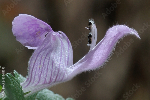Orchid bloom