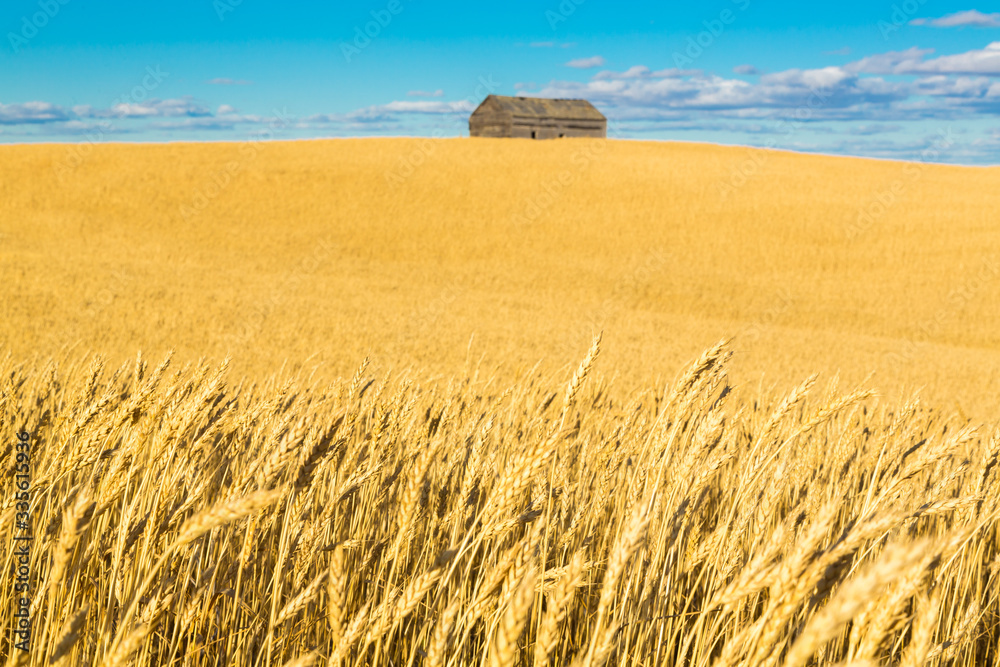 Obraz premium Golden Wheat Field