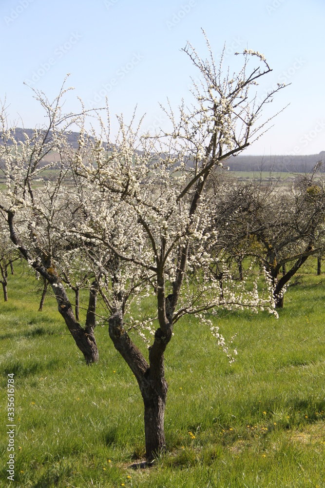 Mirabelle plums orchard flowering trees during springtime Mirabelle plums orchard flowering trees during springtime