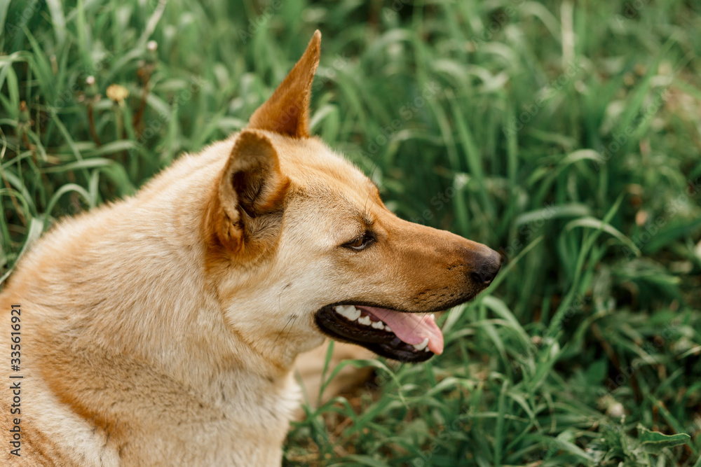 Dog breed German shepherd lies in the grass.