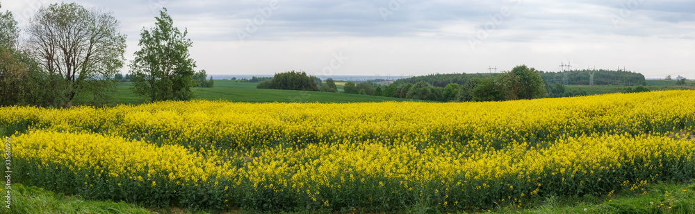 rapeseed field outside the city