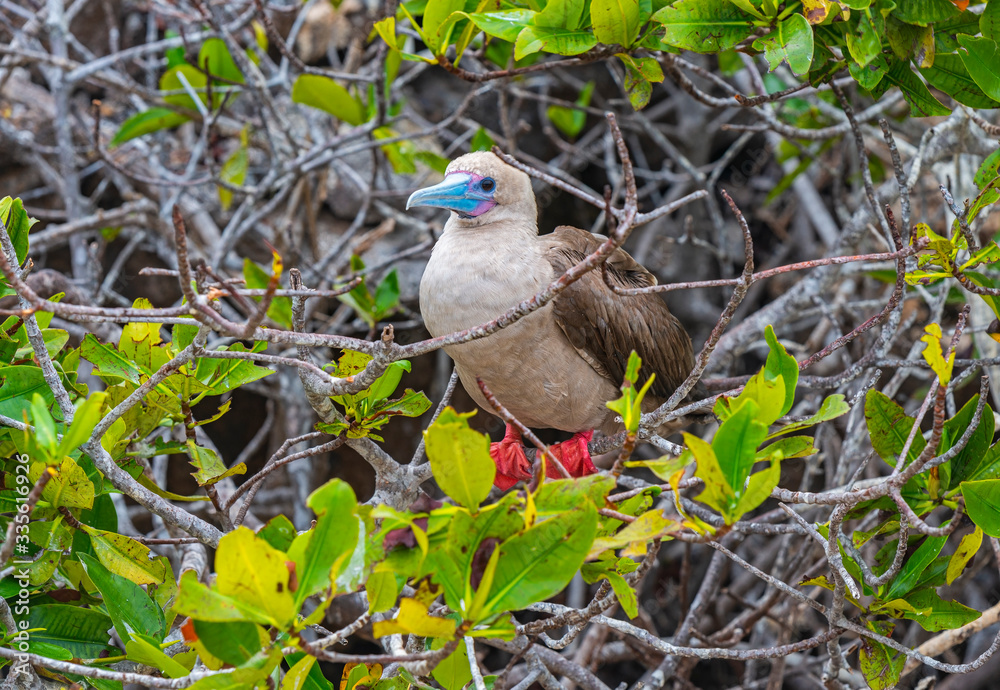 Obraz premium A red footed booby (Sula sula) perched in its nest on Genovesa Island, Galapagos Islands national park, Ecuador.