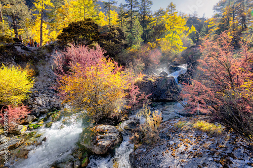 Nature landscape river in pine forest mountain valley,Snow Mountain in daocheng yading,Sichuan,China.