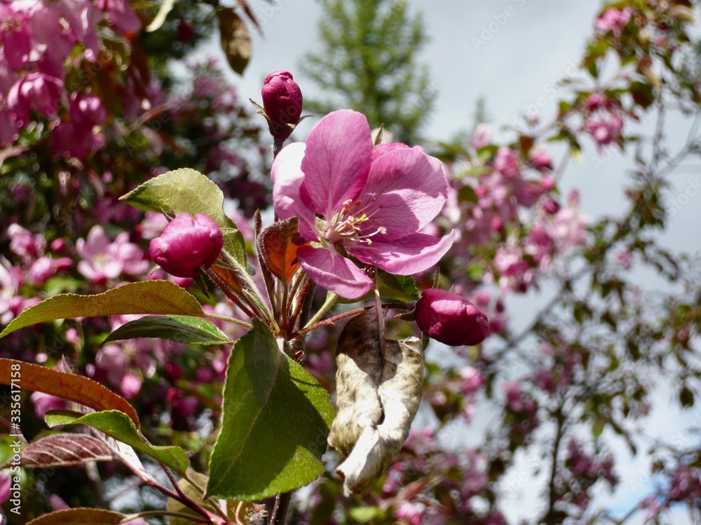 Fototapeta premium Crab Apple Blossoms 