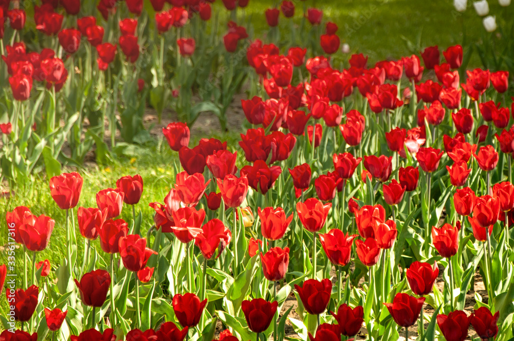Red tulips in the garden close-up