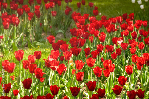Fototapeta Naklejka Na Ścianę i Meble -  Red tulips in the garden close-up