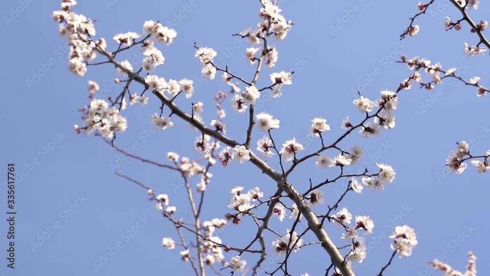beautiful, tender, pink flowers of a blooming apricot on a branch, in early spring against the blue sky on a Sunny day beautiful, tender, pink flowers of a blooming apricot on a branch, in early spring against the blue sky on a Sunny day