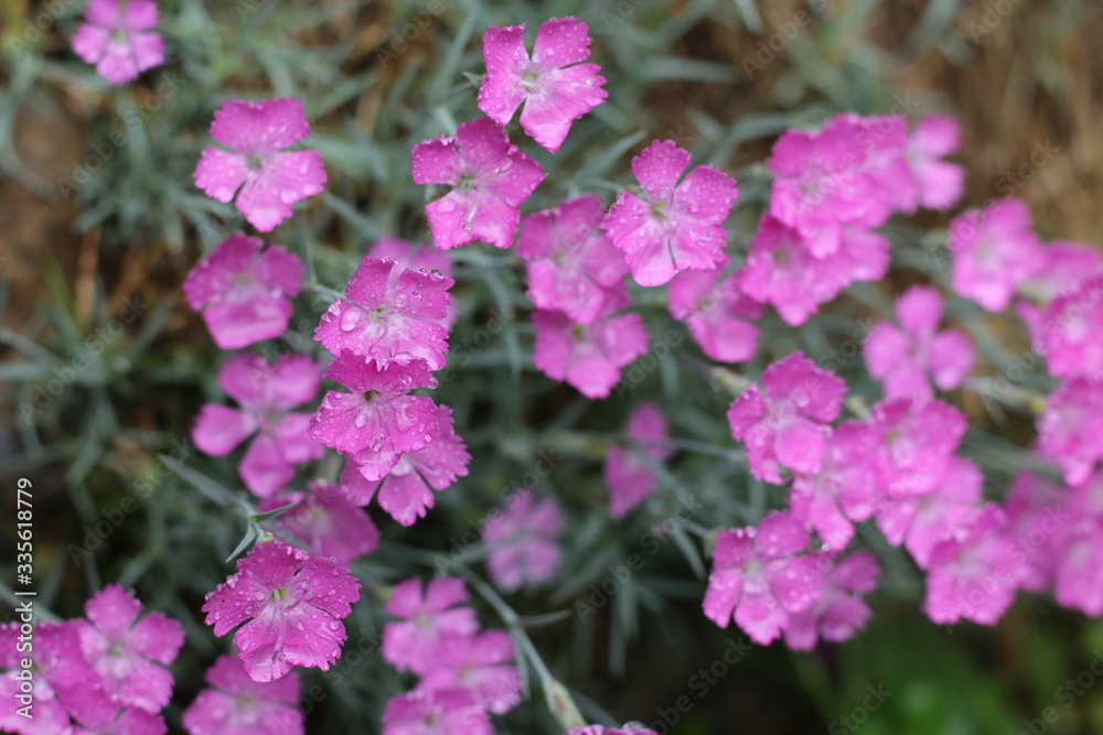 Fototapeta premium Goździk siny Dianthus gratianopolitanus