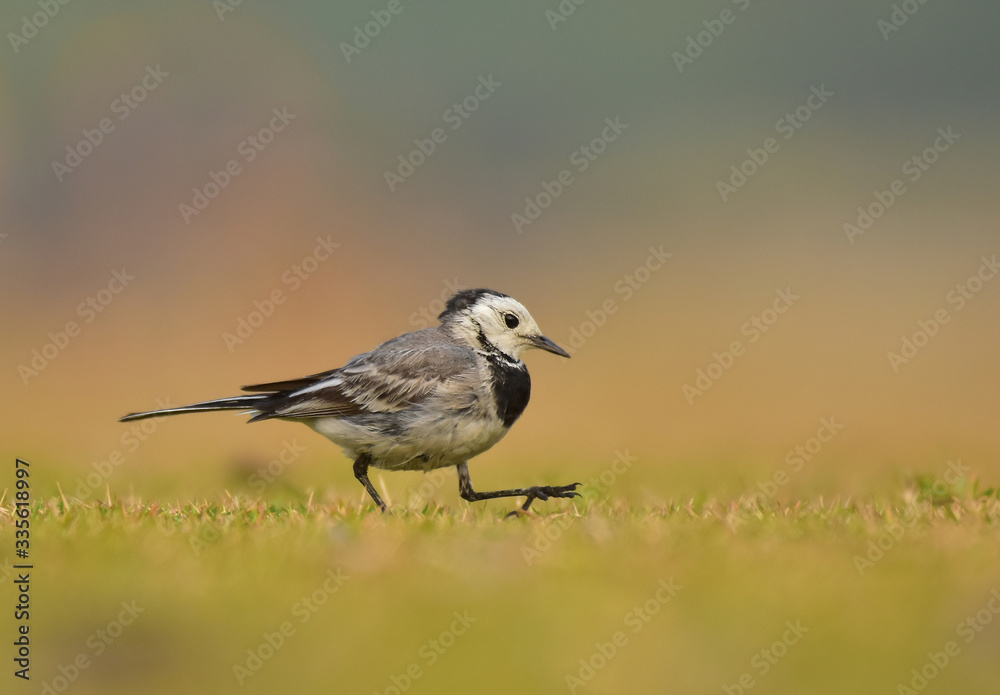 white wagtail on the ground white wagtail on the ground
