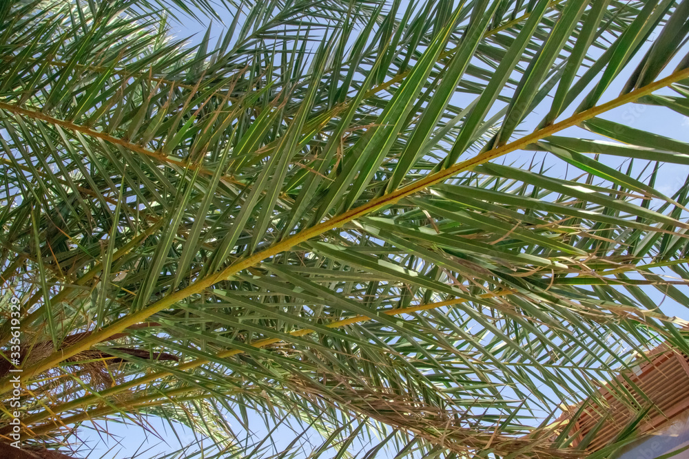 Palm Sunday Leaf. Striped of palm leaf, Abstract green texture background. Palm Sunday Leaf. Striped of palm leaf, Abstract green texture background.