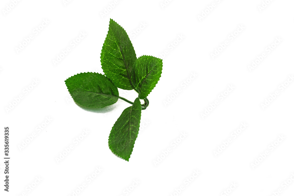 a branch of green leaves on a white background a branch of green leaves on a white background