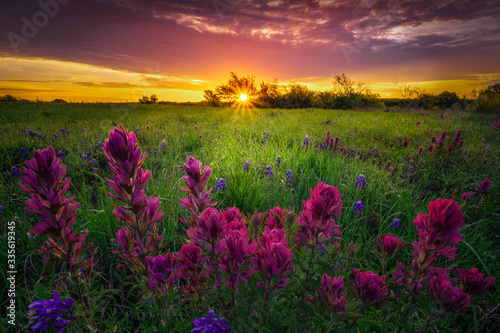 Texas Wildflowers at Sunrise photo