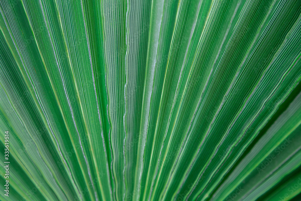 Palm Sunday Leaf. Striped of palm leaf, Abstract green texture background. Palm Sunday Leaf. Striped of palm leaf, Abstract green texture background.