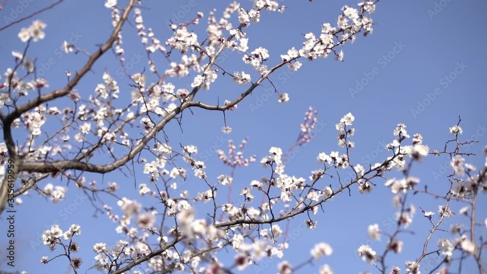 beautiful, tender, pink flowers of a blooming apricot on a branch, in early spring against the blue sky on a Sunny day beautiful, tender, pink flowers of a blooming apricot on a branch, in early spring against the blue sky on a Sunny day