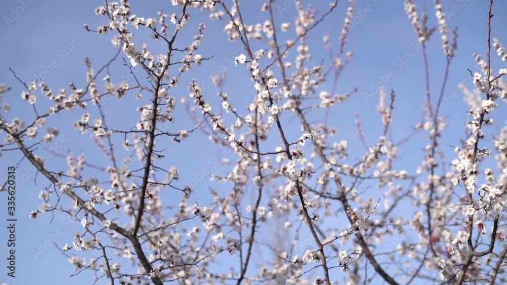 beautiful, tender, pink flowers of a blooming apricot on a branch, in early spring against the blue sky on a Sunny day beautiful, tender, pink flowers of a blooming apricot on a branch, in early spring against the blue sky on a Sunny day