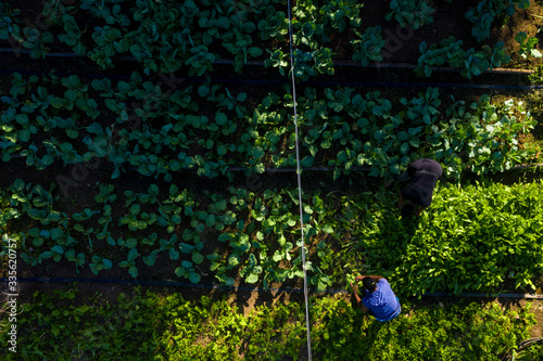 Organic Farm in a Quilombola Community in Brazil. Top view of the plantation with farmers working on the field.