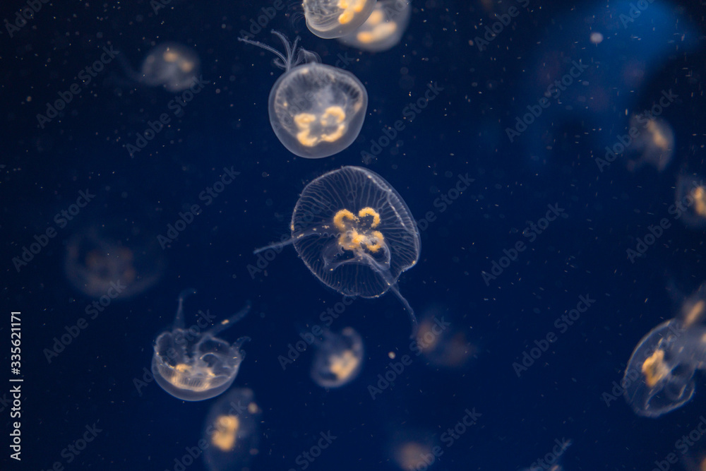 Jellyfish swimming in crystal clear water